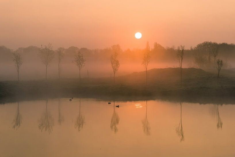 Kleine Bäume mit nebligem Sonnenaufgang, die sich im Teich spiegeln. von Koen Boelrijk Photography