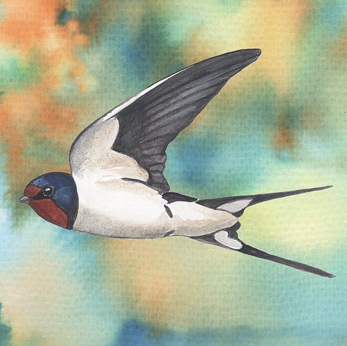 Barn Swallow