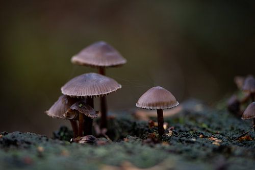 Paddenstoelen familie