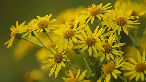 Gele bloemetjes