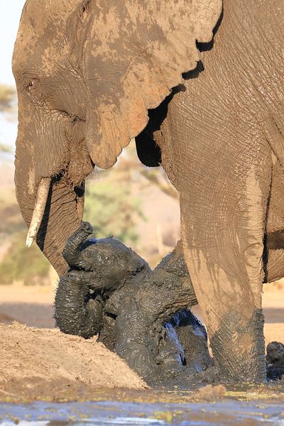 Eléphant avec des jeunes par Petervanderlecq