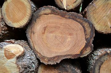 Sawn logs on a pile of wood to be disposed of by Gert Bunt