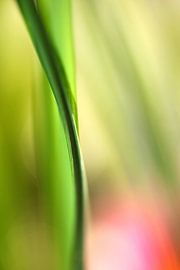 Lisse abstract by Annie Snel