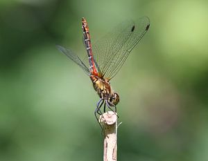 Blutrote Heidelibelle