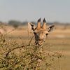 Giraffe taking a peek by Bas Ronteltap