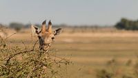 Giraffe gluurt even boven een boom uit par Bas Ronteltap Aperçu