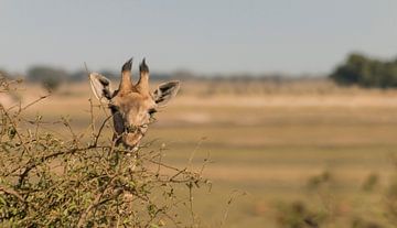 Giraffe gluurt even boven een boom uit van Bas Ronteltap