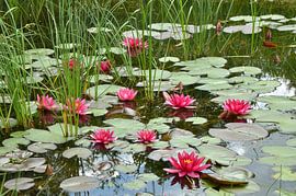 Water lilies by Violetta Honkisz