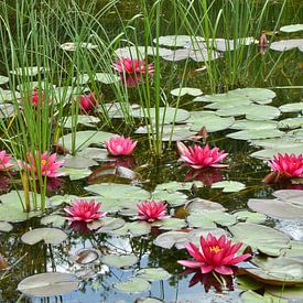 Water lilies by Violetta Honkisz