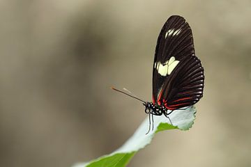Doris Passiebloemvlinder (Heliconius doris) van Ronald Pol