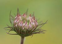 Wild carrot II- Daucus carota