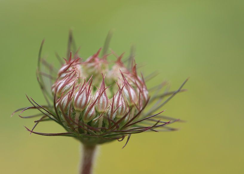 Wilde Möhre  II- Daucus carota von Iris Volkmar