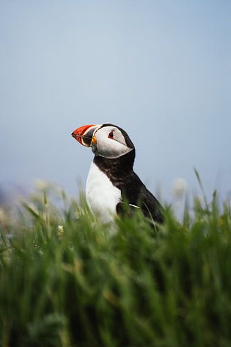 Puffin