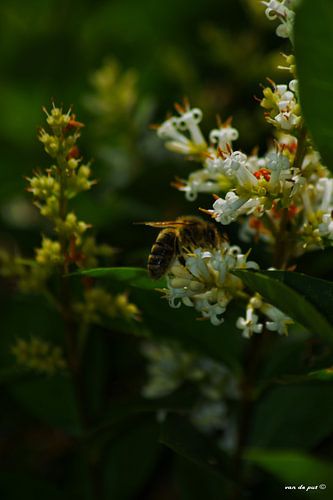 bezige bij von Vincent Van de put