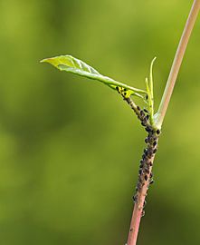 Invasie op het blad van de bruidssluier