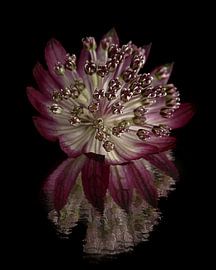 Zeeland button (Astrantia Major) with broken reflection by Marjolijn van den Berg