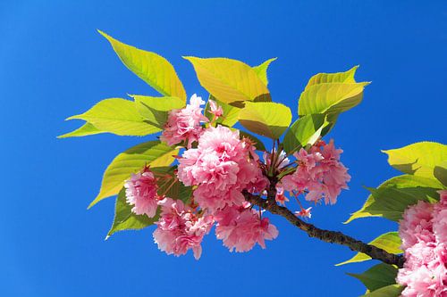 Blauwe lucht kersenbloesem