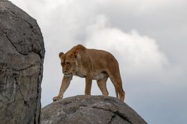 Ausgleichen von JaSa