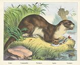 Loutre. / Commonotter. / Fischotter. / Lontra. / Fishing otter, firm of Joseph Scholz, 1829 - 1880 by Gave Meesters thumbnail