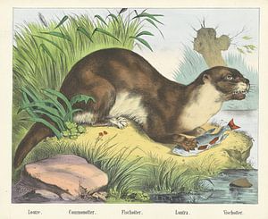 Loutre. / Commonotter. / Fischotter. / Lontra. / Fischotter, Firma von Joseph Scholz, 1829 - 1880