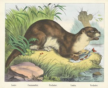 Loutre. / Commonotter. / Fischotter. / Lontra. / Fishing otter, firm of Joseph Scholz, 1829 - 1880