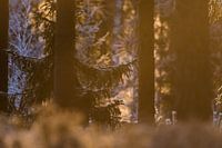 Waking up in the Swedish forests during the golden hour