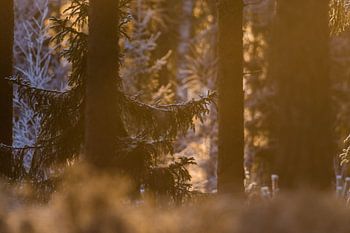 Se réveiller dans les forêts suédoises à l'heure dorée