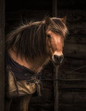 Nieuwsgierig paard van Hans Buls Photography