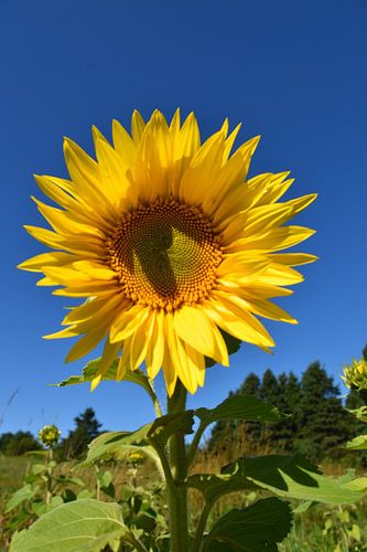 Een zonnebloem onder een blauwe hemel