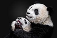 Pandas, Alessandro Catta von 1x Miniaturansicht