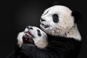 Pandas