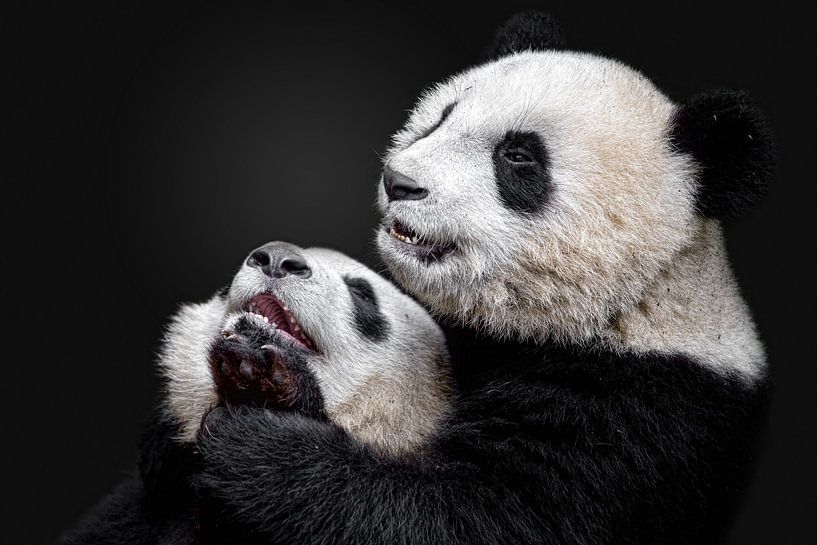 Pandas, Alessandro Catta von 1x