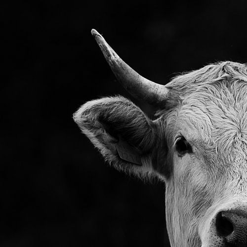 Kuh-Porträt
