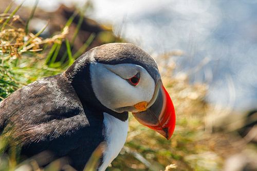 Papagaaiduiker in close up