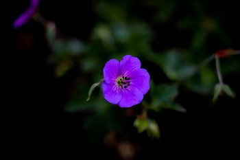 Kleurvolle paarse bloem