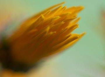 Photo abstraite d'une fleur jaune sur Jolanda de Jong-Jansen