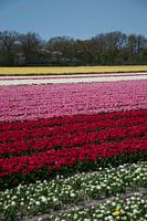 United colors of flowers II