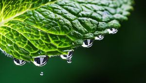 Detaillierte Nahaufnahme einer frische Minze