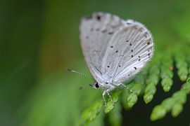 Holly Blue (butterfly) by Kim de Been