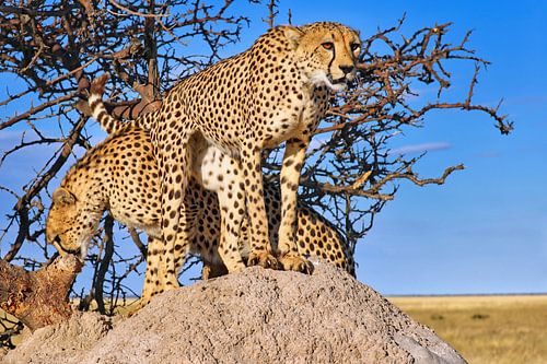 Frères guépards, faune sauvage de Namibie sur WiWo