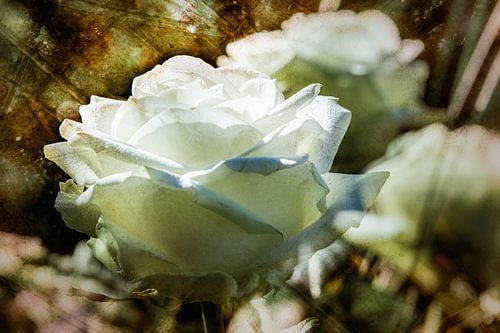 Witte rozen in de zon