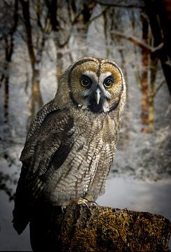 great-grey-owl-hybrid-snow-website van HMS