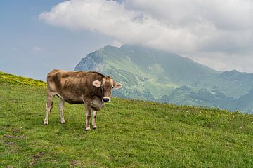 Bergkoe op de Monte Baldo op 1760 meter hoogte van Jeroen de Jongh Fotografie