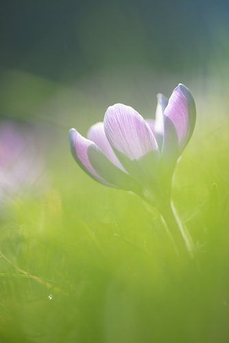 Krokus