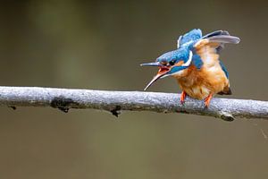 IJsvogel rekt zich uit