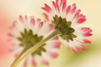 Daisies