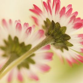 Marguerites sur Carla Mesken-Dijkhoff