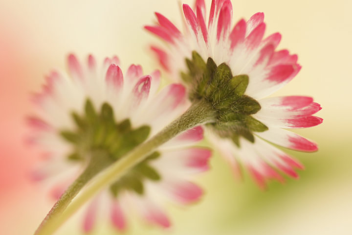 Gänseblümchen von <span class="secondary-font">Carla Mesken-Dijkhoff</span>