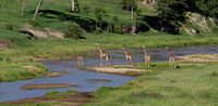 A group of giraffes cross a river by Peter van Dam thumbnail