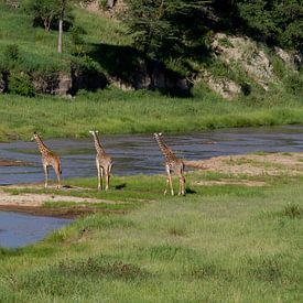 A group of giraffes cross a river by Peter van Dam